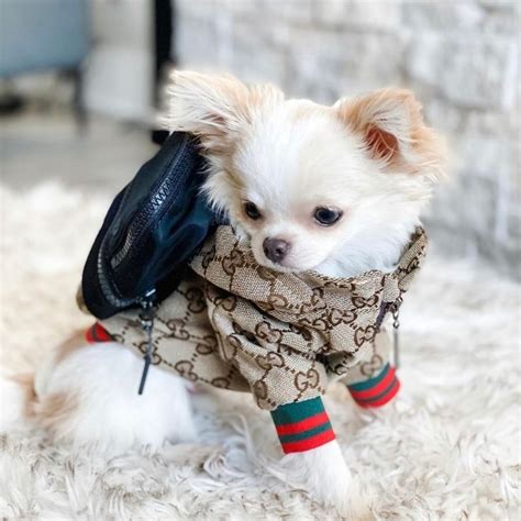 gucci sweater with cat|designer dog coats gucci.